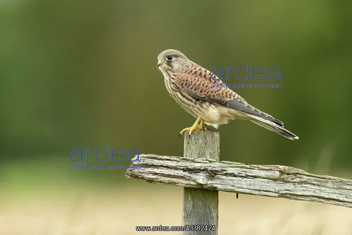 : Kestrel (Falco tinnunculus) watching on a post : Kestrel (Falco tinnunculus) watching on a post