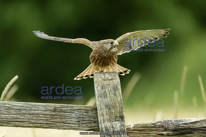: Kestrel (Falco tinnunculus) watching on a post : Kestrel (Falco tinnunculus) watching on a post
