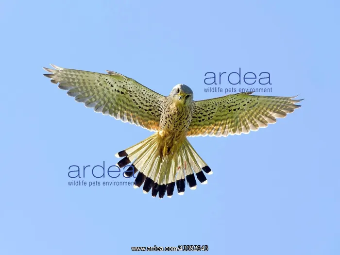 : Kestrel, female Common Kestrel (Falco tinnunculus) : Kestrel, female Common Kestrel (Falco tinnunculus)
