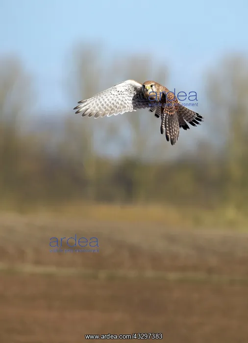 : Kestrel - female in fight over field looking for : Kestrel - female in fight over field looking for