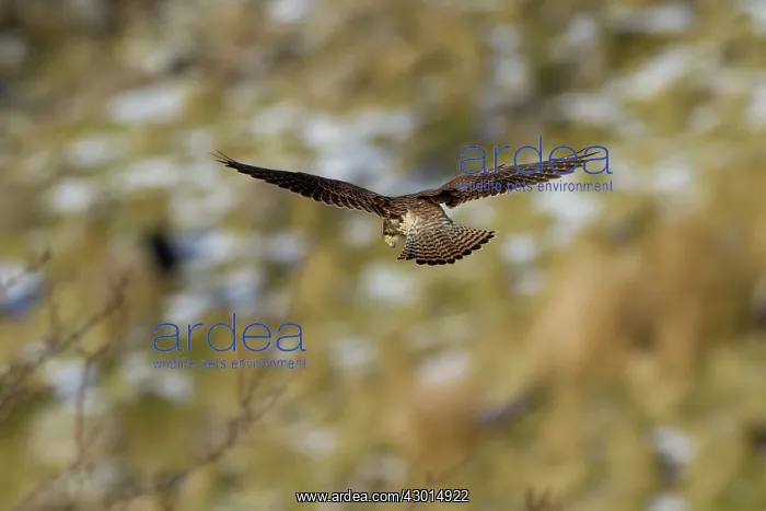 : Kestrel female in flight hovering over partially : Kestrel female in flight hovering over partially