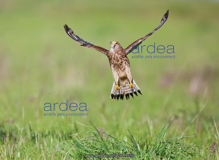 : Kestrel - female in flight takes off : Kestrel - female in flight takes off