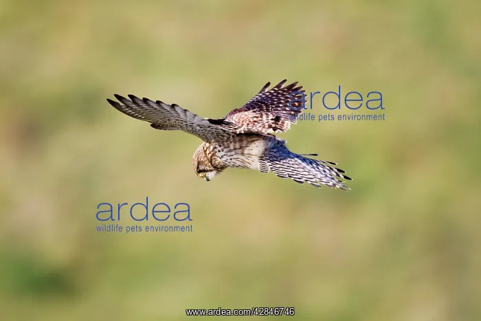 : Kestrel - female hovering : Kestrel - female hovering