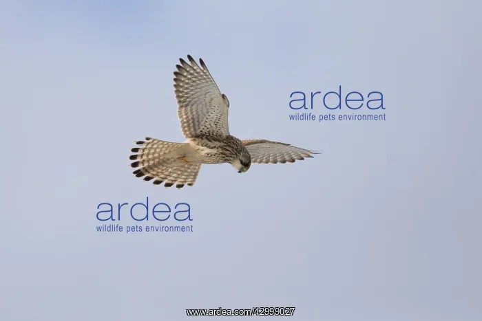 : Kestrel - female hovering searching for prey, North : Kestrel - female hovering searching for prey, North