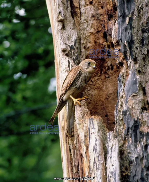 : Kestrel - female at nest cavity : Kestrel - female at nest cavity