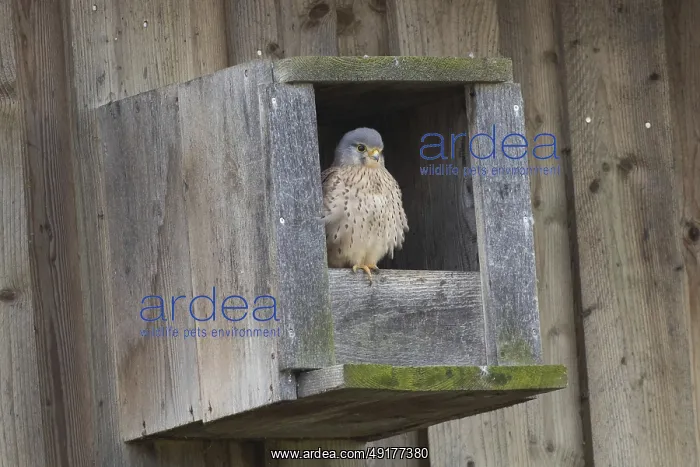 : Kestrel female sitting in wooden nesting box looking from the front right : Kestrel female sitting in wooden nesting box looking from the front right