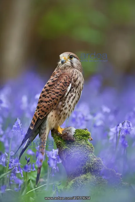 : Kestrel - female with vole on stump in bluebell wood : Kestrel - female with vole on stump in bluebell wood