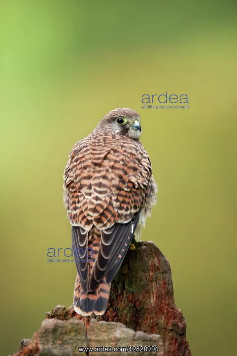 : Kestrel - Juvenile : Kestrel - Juvenile