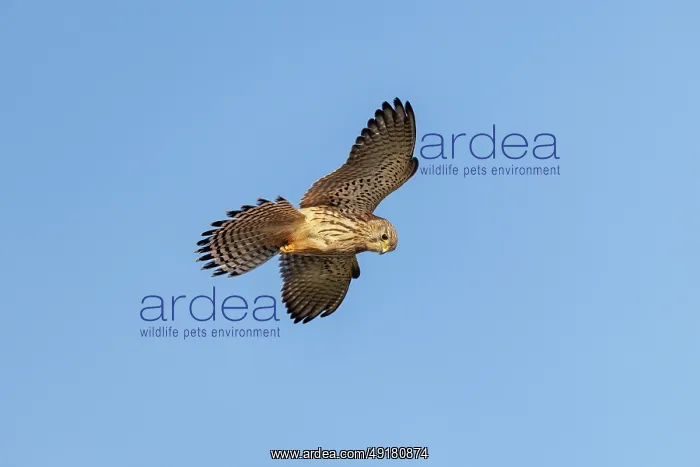  : Kestrel - Juvenile - Flight - UK