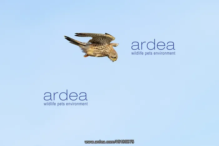  : Kestrel - Juvenile - Flight - UK