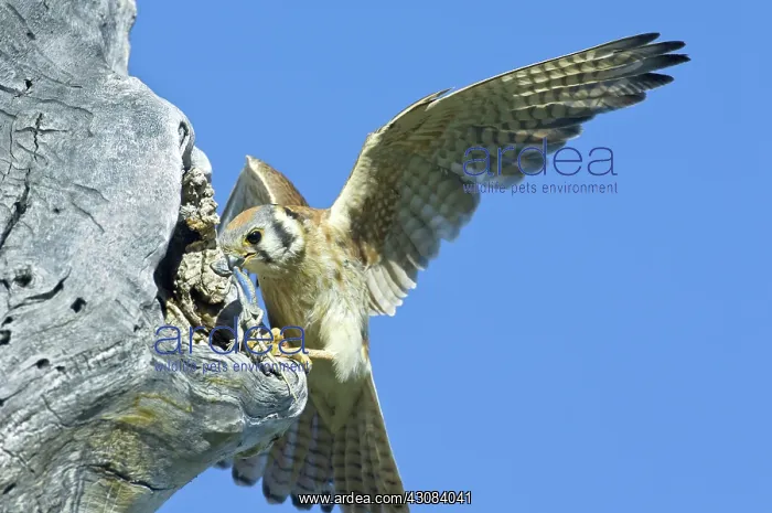 : Kestrel with Lizard : Kestrel with Lizard