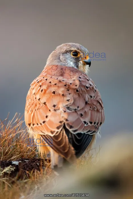  : Kestrel - male