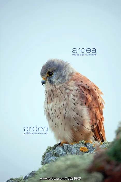 : Kestrel - male : Kestrel - male