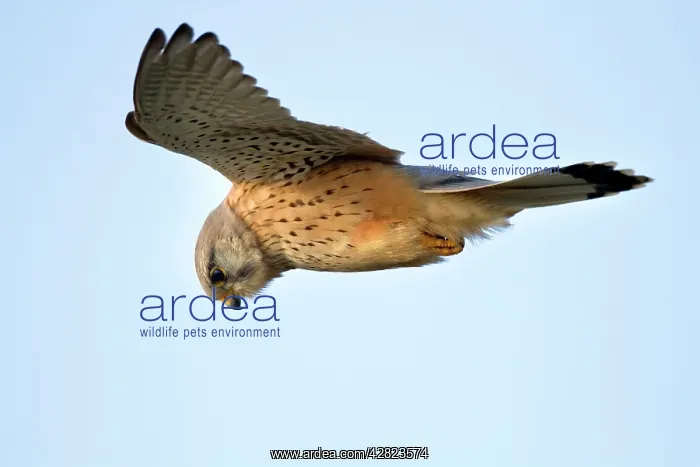 : Kestrel - male - in flight : Kestrel - male - in flight