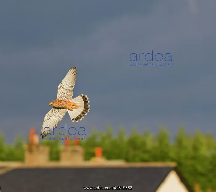 : Kestrel - male in flight over farm cottages : Kestrel - male in flight over farm cottages