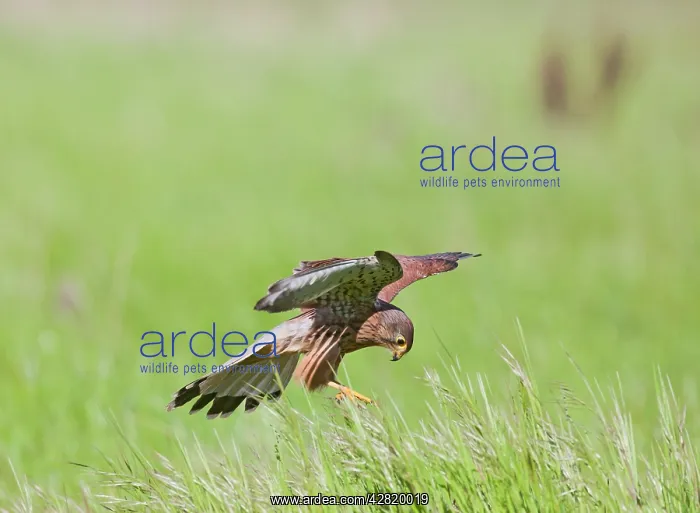 : Kestrel - male in flight hunting in long grass : Kestrel - male in flight hunting in long grass