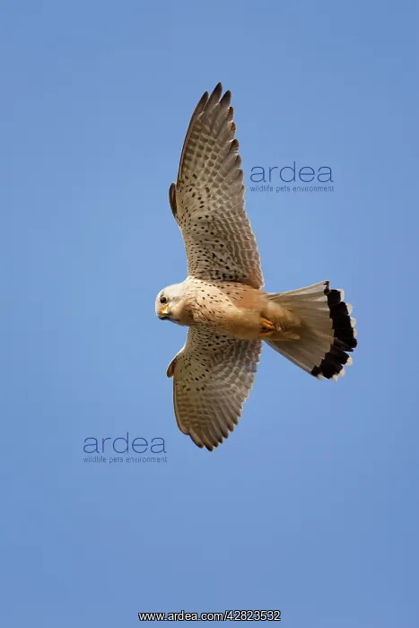 : Kestrel - male - hovering : Kestrel - male - hovering
