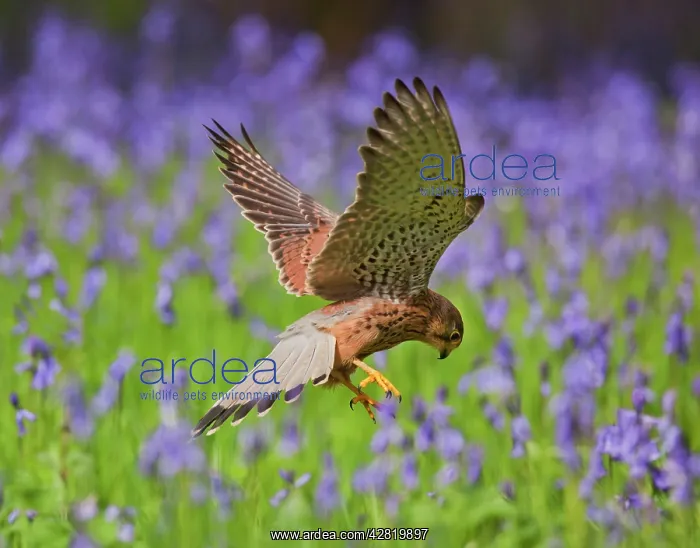 : Kestrel - male hunting in bluebells : Kestrel - male hunting in bluebells