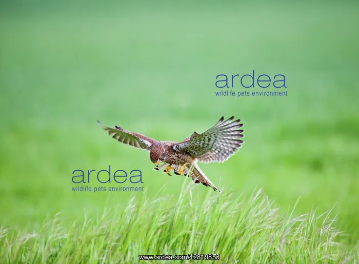 : Kestrel - male hunting in long grass : Kestrel - male hunting in long grass