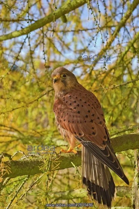 : Kestrel - male in larch tree in Autumn : Kestrel - male in larch tree in Autumn