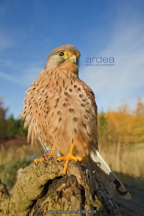 : Kestrel - male on log : Kestrel - male on log