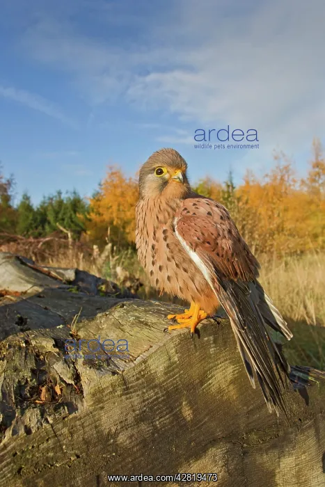 : Kestrel - male on log : Kestrel - male on log