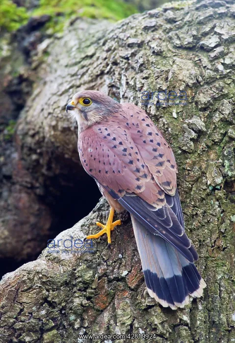 : Kestrel - male at nest site : Kestrel - male at nest site