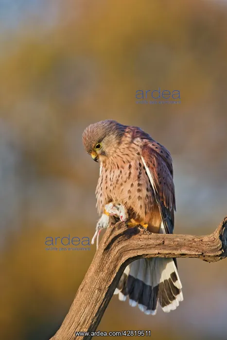 : Kestrel - male with prey in Autumn : Kestrel - male with prey in Autumn