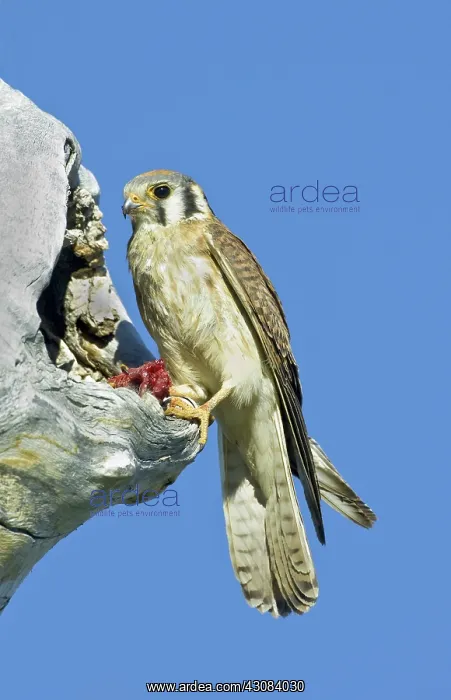 : Kestrel at nest : Kestrel at nest
