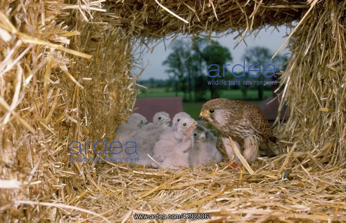 : Kestrel - at nest in straw stack : Kestrel - at nest in straw stack