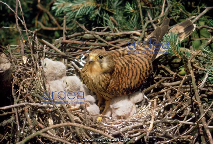 : Kestrel - at nest with young : Kestrel - at nest with young