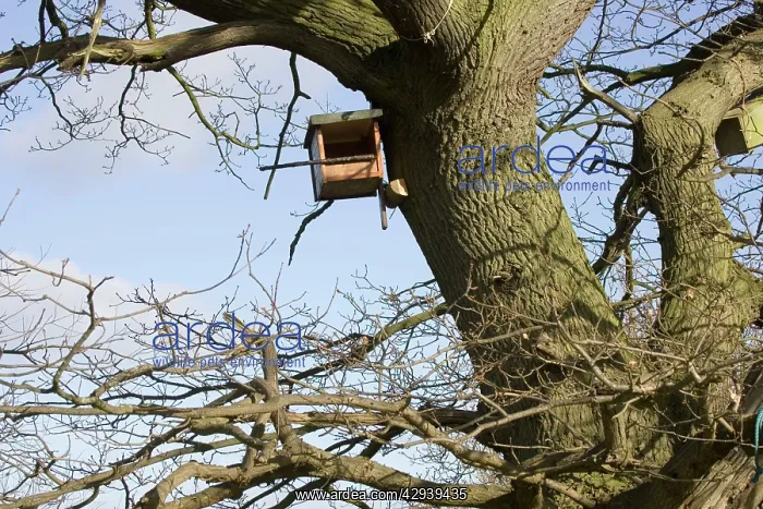 : Kestrel nesting box fixed to side of large oak tree : Kestrel nesting box fixed to side of large oak tree