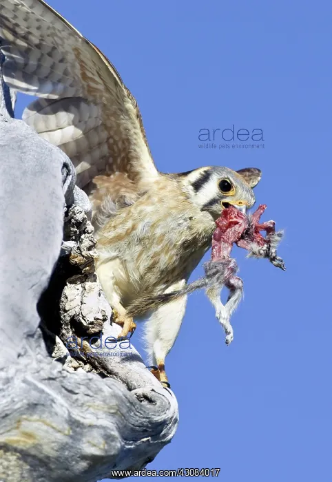 : Kestrel with Prey : Kestrel with Prey