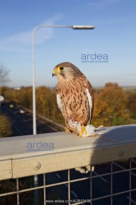 : Kestrel - with prey on motorway bridge : Kestrel - with prey on motorway bridge