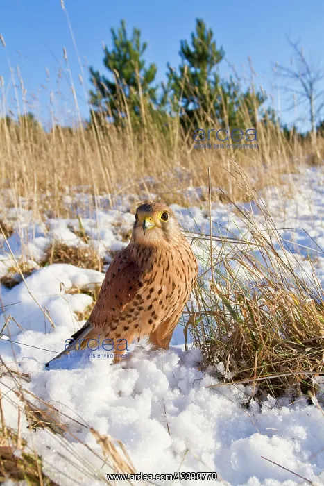 : Kestrel - young male with prey in snow : Kestrel - young male with prey in snow