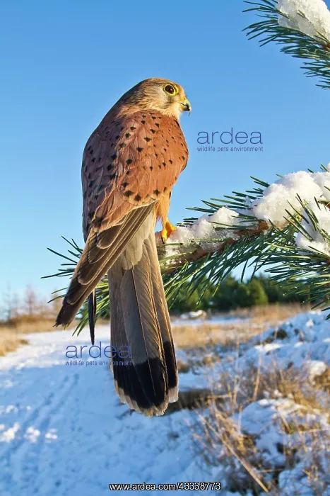  : Kestrel - young male with prey in snow