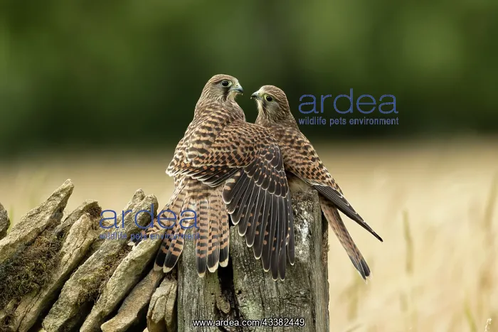 : Kestrels (Falco tinnunculus) feeding on a post : Kestrels (Falco tinnunculus) feeding on a post