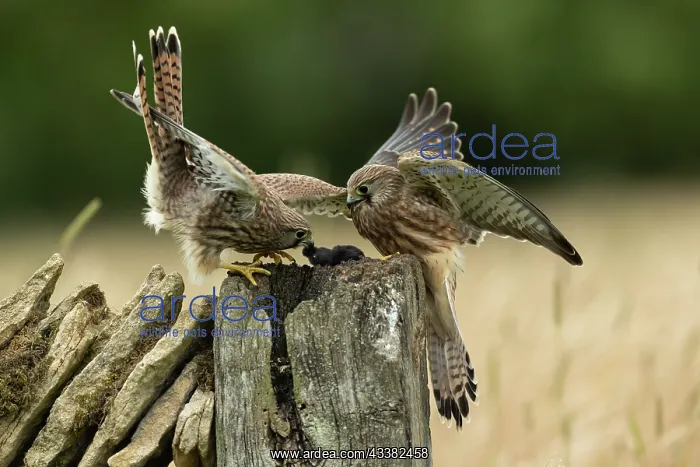 : Kestrels (Falco tinnunculus) feeding on a wall : Kestrels (Falco tinnunculus) feeding on a wall