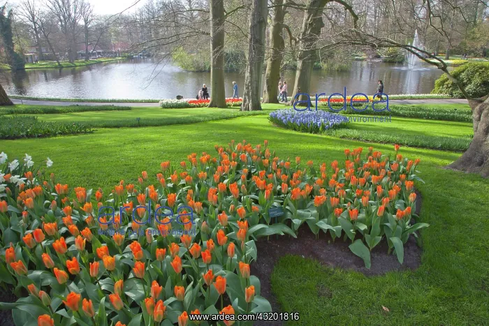 : Keukenhof with flowering Tulips : Keukenhof with flowering Tulips
