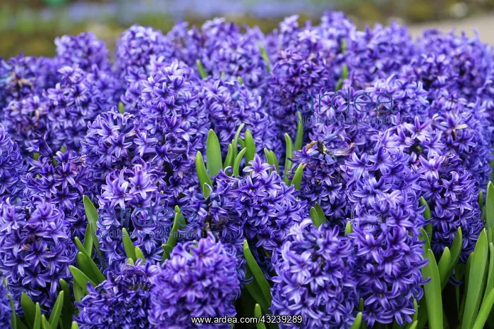 : Keukenhof Gardens, Holland, early crocus : Keukenhof Gardens, Holland, early crocus
