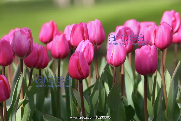 : Keukenhof Gardens, Holland, specializes : Keukenhof Gardens, Holland, specializes
