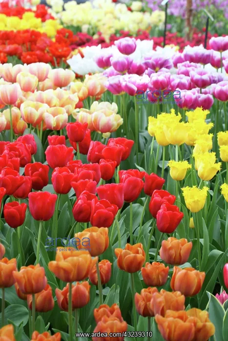 : Keukenhof Gardens, Holland, specializes : Keukenhof Gardens, Holland, specializes