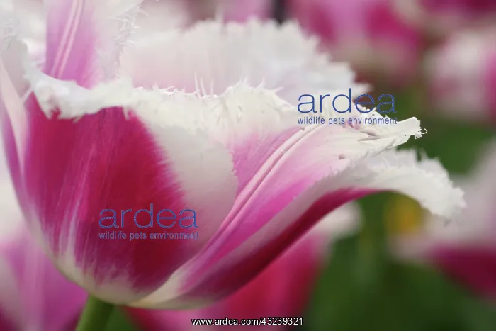 : Keukenhof Gardens, Holland, specializes : Keukenhof Gardens, Holland, specializes