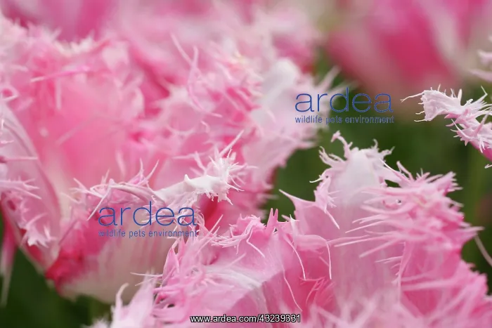 : Keukenhof Gardens, Holland, specializes : Keukenhof Gardens, Holland, specializes