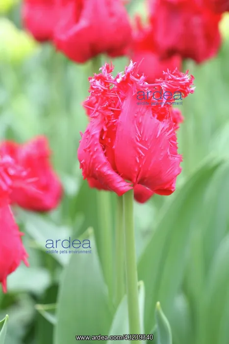  : Keukenhof Gardens, Holland, specializes
