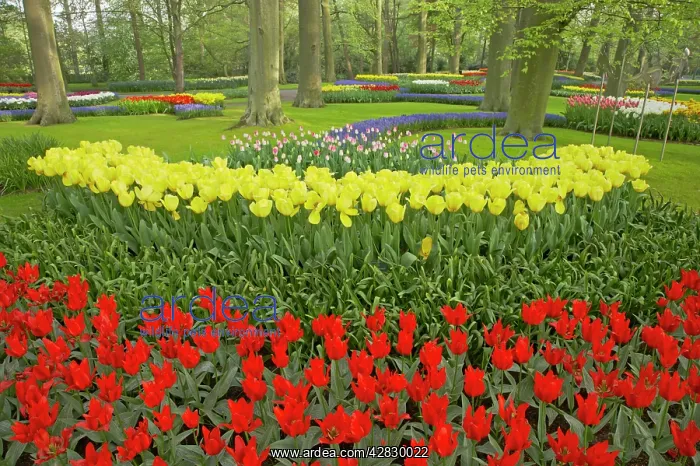 : Keukenhof Gardens in Spring : Keukenhof Gardens in Spring