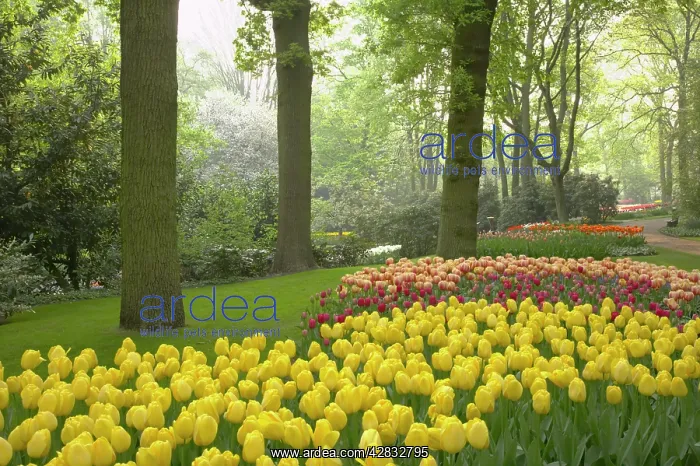 : Keukenhof Gardens in Spring : Keukenhof Gardens in Spring