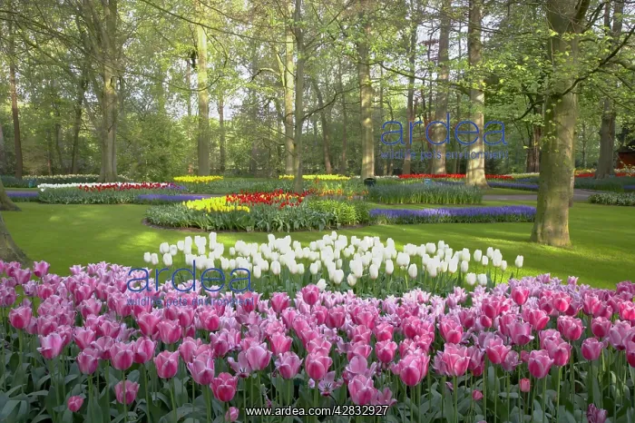 : Keukenhof Gardens in Spring : Keukenhof Gardens in Spring
