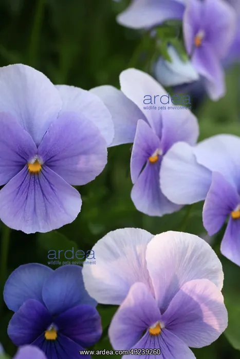 : Keukenhoff Gardens, Netherlands : Keukenhoff Gardens, Netherlands