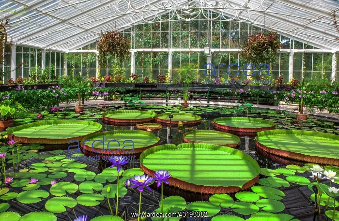 : Kew Gardens. Waterlily House. Water lilies with : Kew Gardens. Waterlily House. Water lilies with